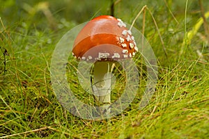 Closeup of fly agaric