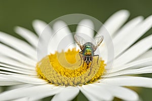 Closeup of a fly feeding of nectar on a white Marguerite daisy flower in a private or secluded home garden. Macro and