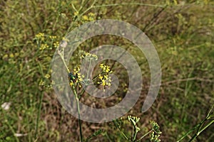 Closeup of a fly on fennel flowers in a field under the sunlight with a blurry background