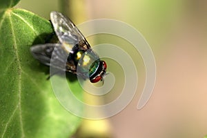 Closeup of a fly on a green leaf