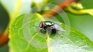 Closeup of a fly on a green leaf