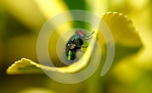 Closeup of a fly on a green leaf