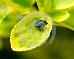 Closeup of a fly on a green leaf