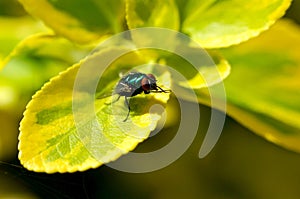 Closeup of a fly on a green leaf