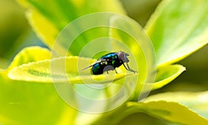 Closeup of a fly on a green leaf