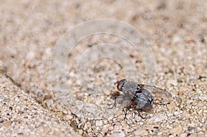 Closeup of a fly on the ground under the sunlight in Villeneuve in Switzerland