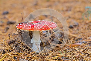 Closeup flyagaric mushroom