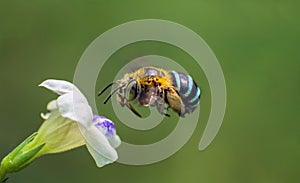 Blue striped bee