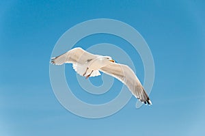 Closeup of a flying sea gull on blue sky