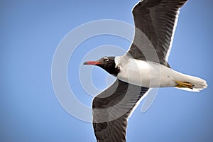 Closeup on flying seagull with open wings