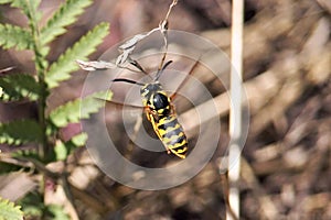 Closeup of the flying wasp (Vespidae) in the garden with green plants on a blurry background