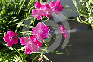 Closeup fo the pink flowers on a dianthus plant