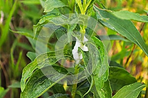 Closeup of a foam mass caused by a spittlebug