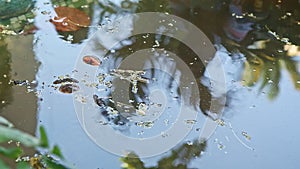 Closeup focus in on one small water turtle swimming in green handmade pond