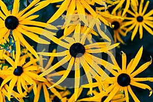 Closeup focus shot Black-Eyed Susan flower blossom