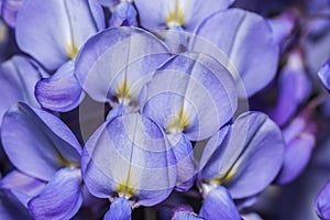 Closeup focus shot of a group of crocus flowers