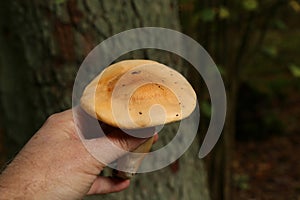 Closeup focus shot of a man holding a wild mushroom