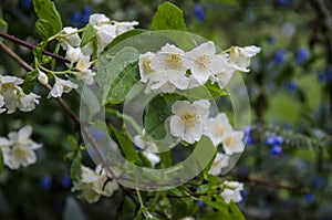 Closeup focus shot of Mock Orange flower blossom