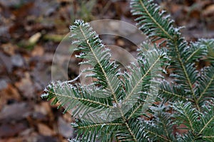 Closeup focus shot of pine tree leaves covered in frost