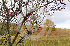 Closeup focus shot of wild berries in Ostergotland province of Sweden