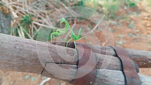 Closeup Focus Stacked Image of an Adult Carolina Mantid or Praying Mantis