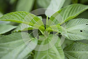 Closeup Focus Top view of Green Jute plant