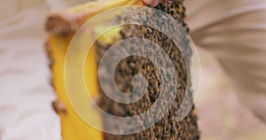 Closeup and focused beehive frames, and hands of beekeeper in white protective suit, with bee hive tools in hand, who