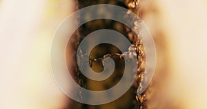 Closeup focused line of bees bound in the air between two beehive frames They are hodling each other with their legs and