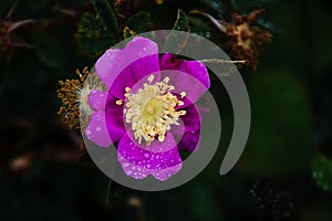 Closeup focused shot of a beautiful purple flower with white stamen. Perfect for a wallpaper