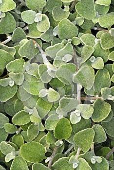 Closeup of the Foliage of the Licorice Plant