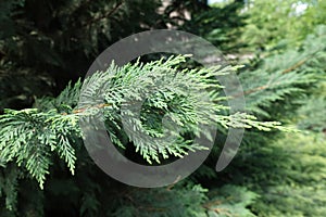 Closeup of foliage of Port Orford cedar