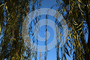 Closeup of the foliage of a weeping willow at sunset