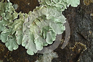 Closeup, Foliose lichen, a species of foliose lichen, on a branch of a tree in tropical rainforest