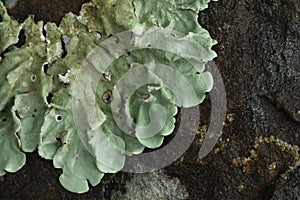 Closeup, Foliose lichen, a species of foliose lichen, on a branch of a tree in tropical rainforest