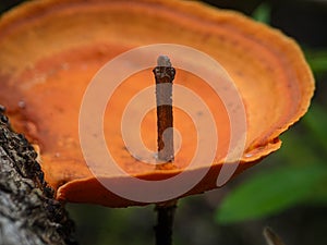 Closeup Fomitopsidaceae, growing on a dead tree trunk