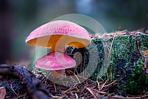 Closeup Forest Mushrooms Autumn Season Post Card Background.