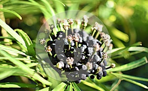 Closeup of forest park berries