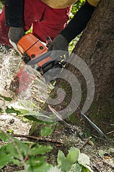 Closeup of forestry worker cutting through a tree with chainsaw