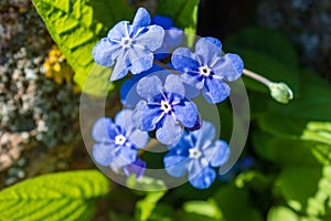 Closeup of forget-me-not flowers (Myosotis) and green leaves in spring