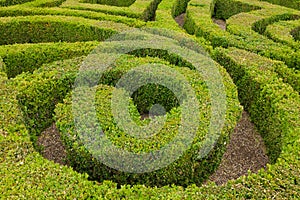 Closeup of formal knot garden