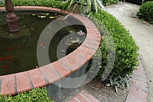 Closeup of fountain with orange goldfish and murky water