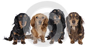 Closeup of four adult bi-colored longhaired  wire-haired Dachshund dogs isolated on a white background