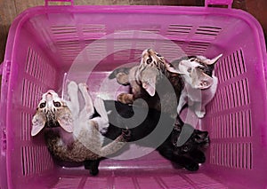 Close up Four Cute Kittens in a Pink Plastic Basket