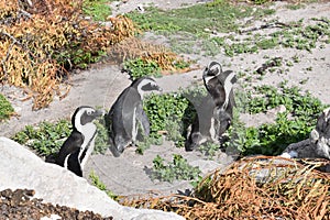 Closeup of four cute Penguins on the beach in BettyÂ´s Bay near Cape Town in South Africa