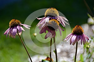 Closeup of four pink Echinacea flowers