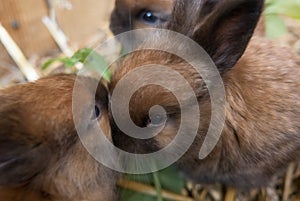 Closeup of four weeks old angora rabbit kits heads.