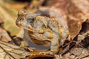 Closeup of Fowlerâ€™s toad in forest.