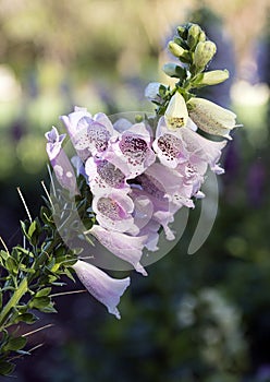 Closeup Foxglove, Digitalis Purpura photo