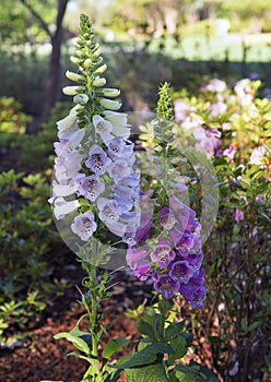 Closeup Foxglove, Digitalis Purpura photo