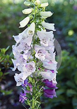 Closeup Foxglove, Digitalis Purpura photo